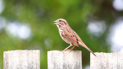 Song Sparrow Bird Singing on Fence with Green Trees Blurred in Background Pretty Little Bird Backyard Bird Watching