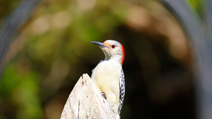 Female Red Bellied Woodpecker on Fence Post Pretty Curved Background Picturesque