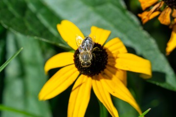 Honey bee on the flower