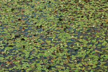 Summer forest lake (swamp). Background image with aquatic plants. Plants on the water