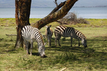Kenya - Lake Naivasha - Crescent Island - Zebra

