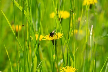 Bumblebee sittinBumblebee sitting on the flowersg on the flowers