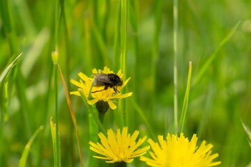 Bumblebee sittinBumblebee sitting on the flowersg on the flowers