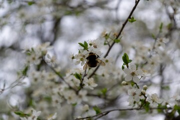 Buzzing bumblebees on the white flowers of flowering apple tree during spring. Slovakia