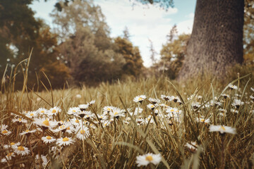 Gänseblümchen - Beautiful - Nature - Daisy - Flower - Meadow - Wild - Natural - Background -...