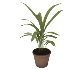 3d render of palm plant with potted cafe