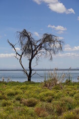 Fototapeta na wymiar Kenya - Lake Naivasha - Crescent Island 