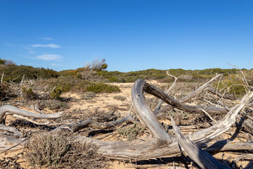 tree on the beach