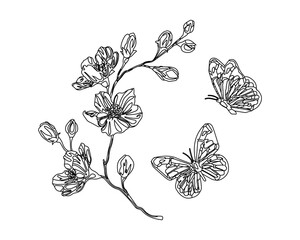 Cherry blossoms and butterflies, black and white vector design for fashion, card and poster prints