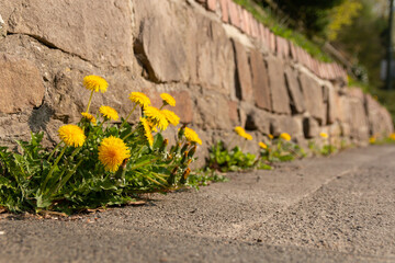 A few beautiful dandelion flowers make their way between asphalt and brickwork. A beautiful view along an old stone wall.