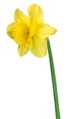 The spring cute yellow daffodils