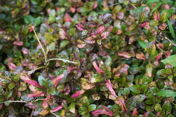 Portulaca is a genus of flowering plants in the family Portulacaceae, commonly known as purslane or moss rose. 