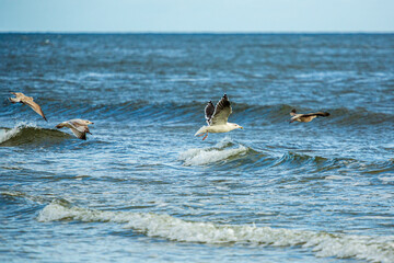 Gulls at a sandy beach on a windy autumn day