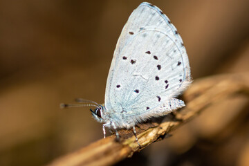 The holly blue (Celastrina argiolus) - blue small butterfly
