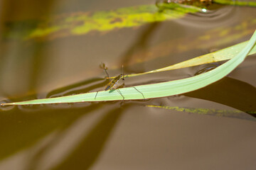 Gerris lacustris, the common pond skater, the common water strider