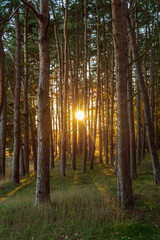 Sunbeams through a pine forest © Björn Kristersson