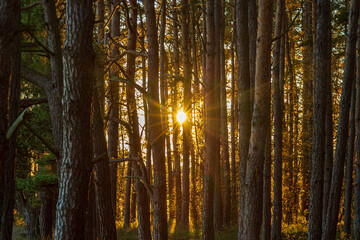 Sunbeams through a pine forest © Björn Kristersson