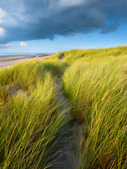Grass on the sand. Soft light at sunset. A sandy shore at low tide. Travel image. Photography for design.