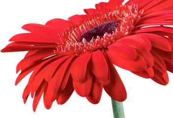 Red Gerbera Daisy