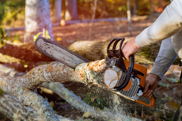 It is after hurricane that woodcutter saws down trees in forest with hand chainsaw