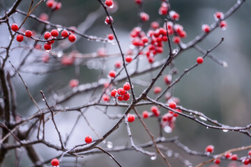 American Winterberry 