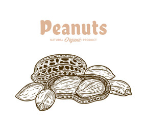 Vector peanuts hand-drawn illustration, peanuts seeds and shells