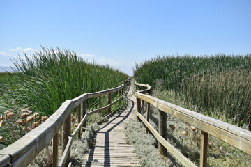 Puente entre plantas