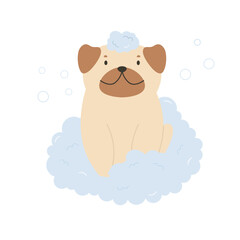 Cute happy pug sitting in a foam and bubbles. Vector illustration of a funny washing pet