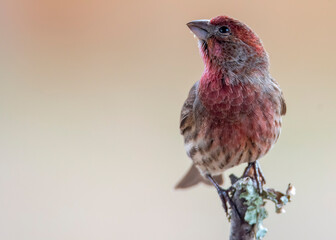 Purple Finch Perched