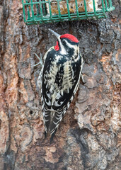 Yellow Bellied Sapsucker