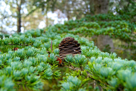 Korean fir tree cone. Nature concept.