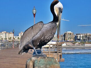 Nahaufnahme Pelikan auf Pier