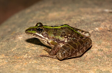 Common river frog (Amietia angolensis)