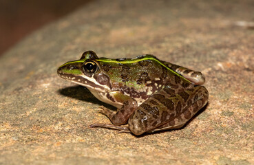 Common river frog (Amietia delalandii), also known as drakensberg river frog, or sani pass frog, a species of southern African river frog