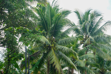 Fototapeta premium Stock photo of Young plant Growing In Sunlight