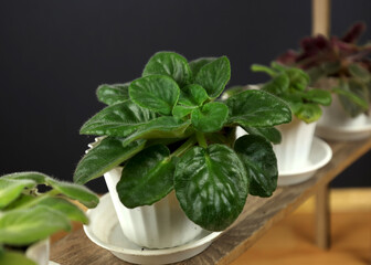 Indoor plant in a pot, different types. Green office plant, home decor. A flower pot on a shelf