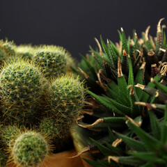 Naklejka na ściany i meble Indoor plant in a pot. Green office plant, home decor. Prickly, cactus