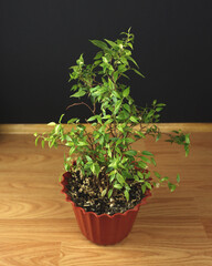 Indoor plant in a pot, on a wooden background. Green office plant, home decor. A flower pot on the floor