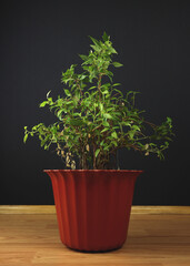Indoor plant in a pot, on a wooden background. Green office plant, home decor. A flower pot on the floor