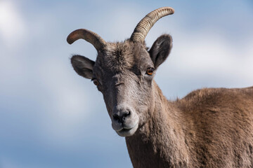 Portrait of a Bighorn