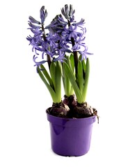 lila hyacinth spring flowers close up