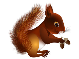 Squirrel with acorns in its paws on a white background.