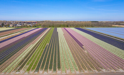 Drone view of a beautifully colored  tulp fields in spring.