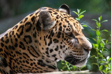 Closeup headshot photo of a stunningly beautiful jaguar predator