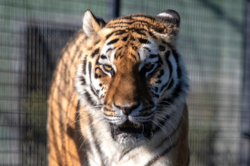 Portrait of a dangerous striped tiger in captivity