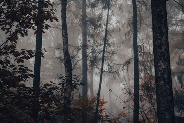 misty morning in the forest in autumn