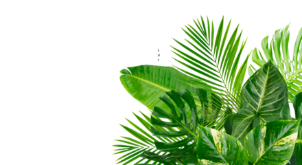 tropical leaves isolated, png file