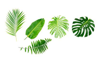 Fototapeta na wymiar tropical leaves isolated, png file