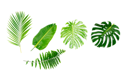tropical leaves isolated, png file