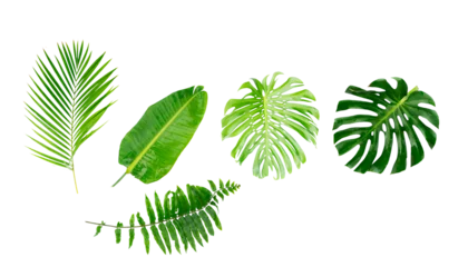 Fotobehang Tropisch tropical leaves isolated, png file  © neirfy